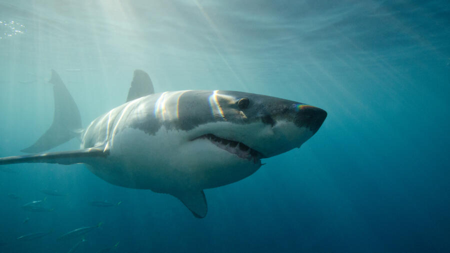 Massive Shark With A Temper Spotted Along North Carolina Coast | iHeart