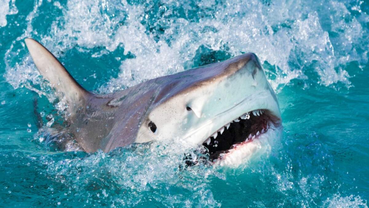 San Antonio man reels in 12-foot hammerhead shark along Padre