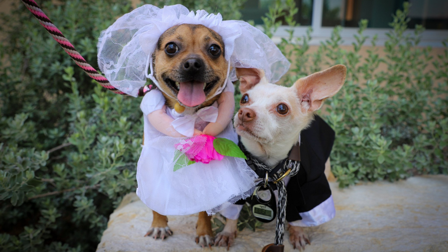 Dogs At Texas Shelter Get Married In Adorable Ceremony: See The Photos ...