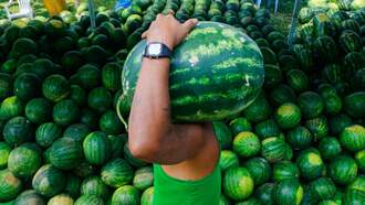 You Don't Slap Your Watermelon? You Should! HERE'S WHY: 