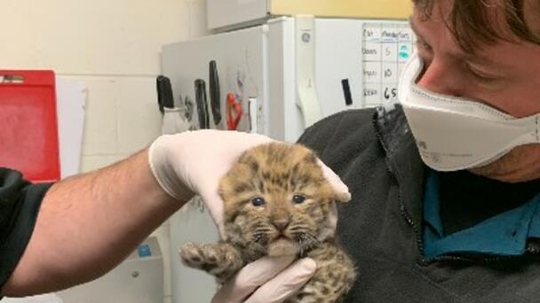 Two Endangered Leopard Cubs Born At The Saint Louis Zoo