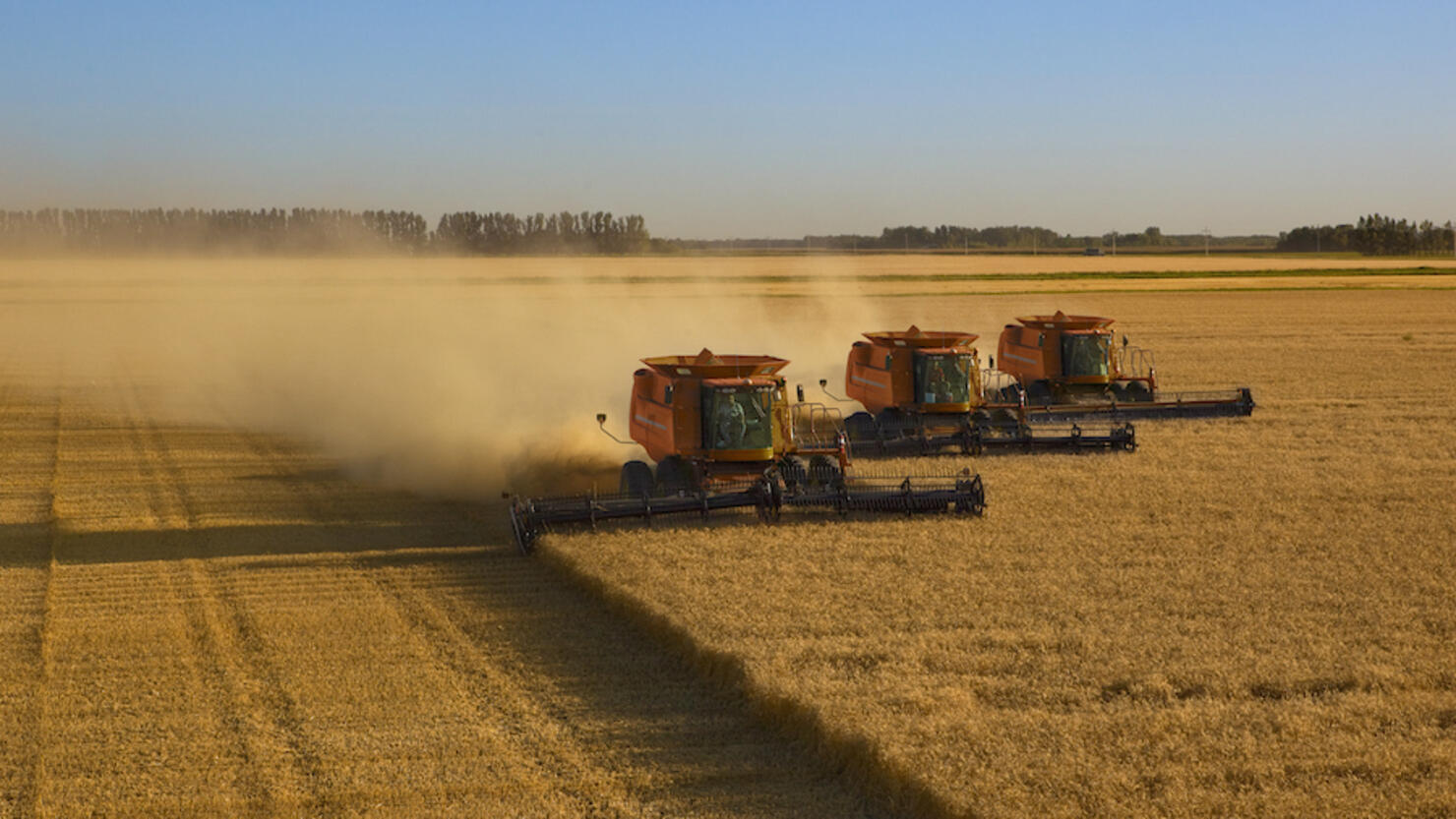 Large scale wheat harvest operation