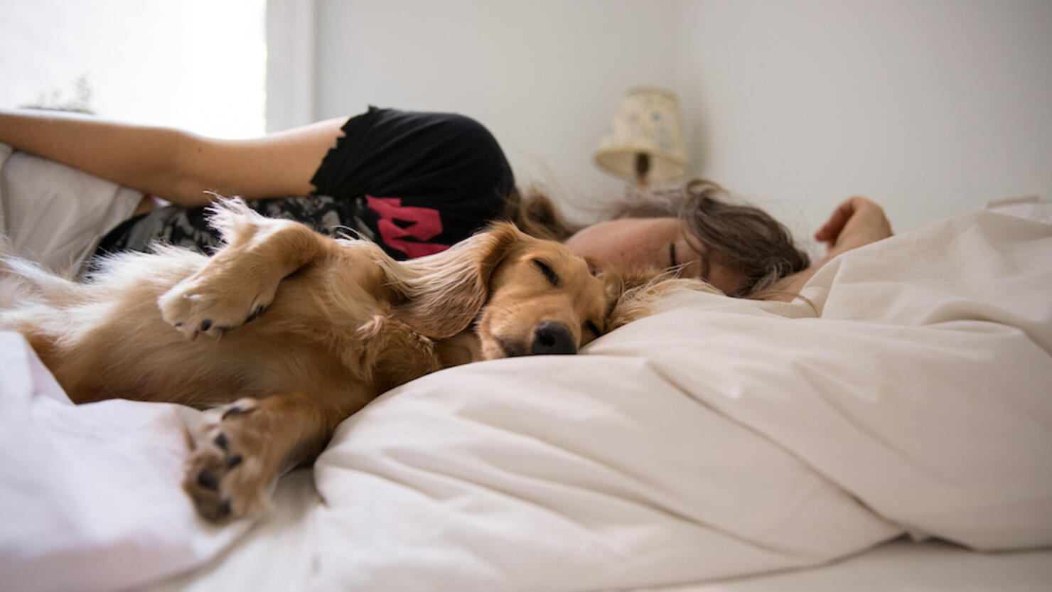 Long haired dachshund sleeping in bed with his human