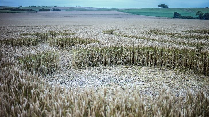British Farmers Decry Crop Circle Damage