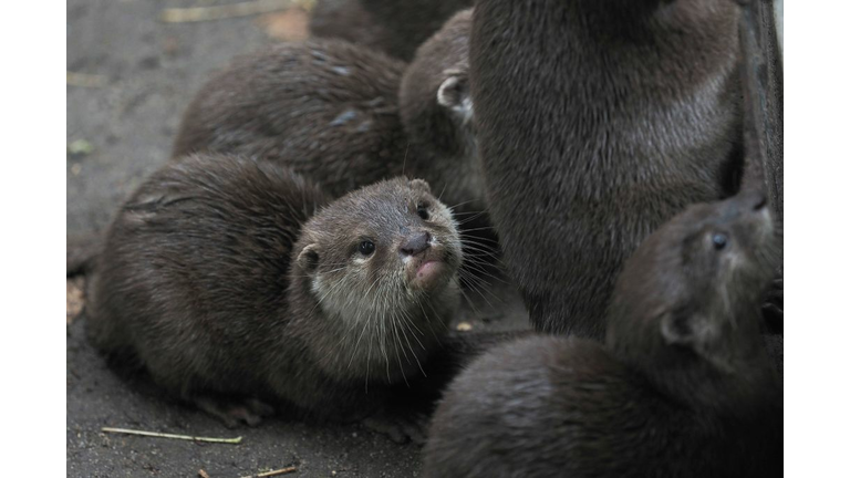 FRANCE-ANIMAL-NATURE-TOURISM