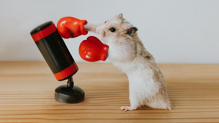 Gene-Editing Experiment Accidentally Creates Ultra-Aggressive Hamsters 