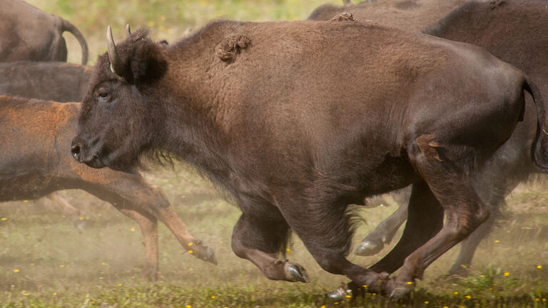 Herd of Bison running through an open field near Delta Junction, Alaska