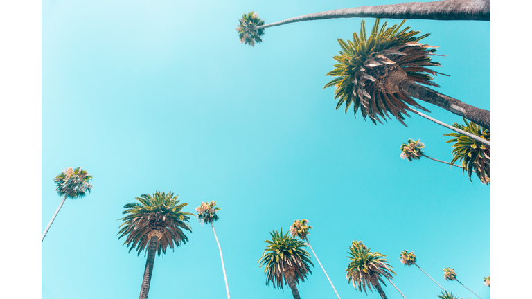 Low Angle View Of Palm Trees Against Blue Sky