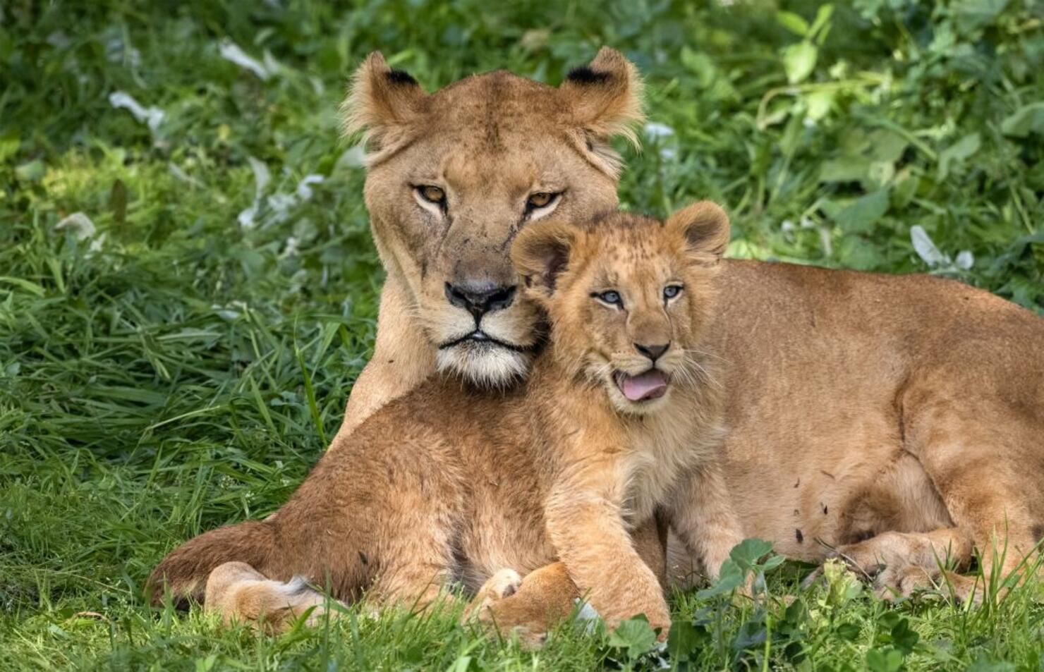MOROCCO-ANIMAL-LION