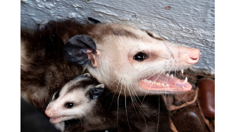 US-WILDLIFE-ANIMAL-OPOSSUM