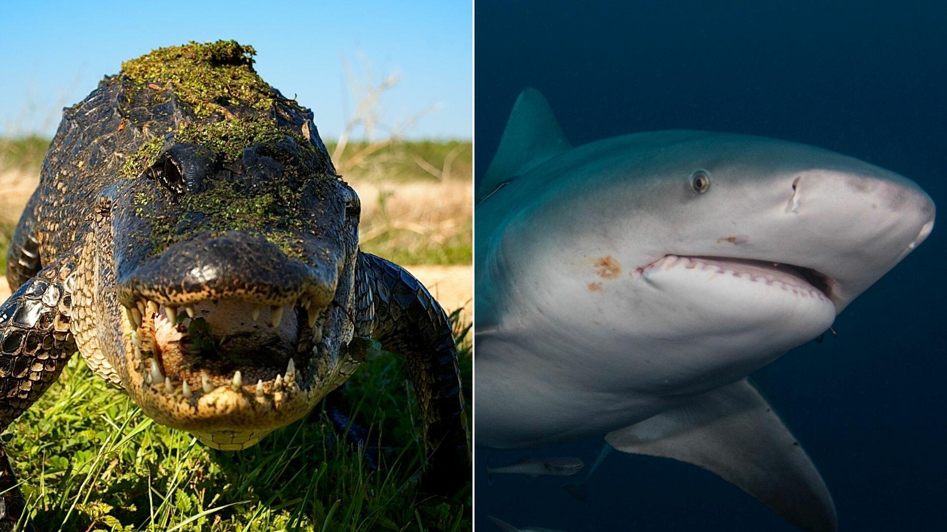 Video Catches Alligator Sneaking Up On Bull Shark In Rare Encounter