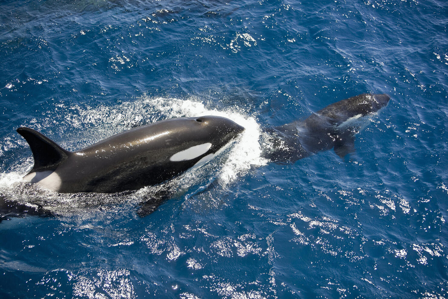 Orca Pod near New Zealand