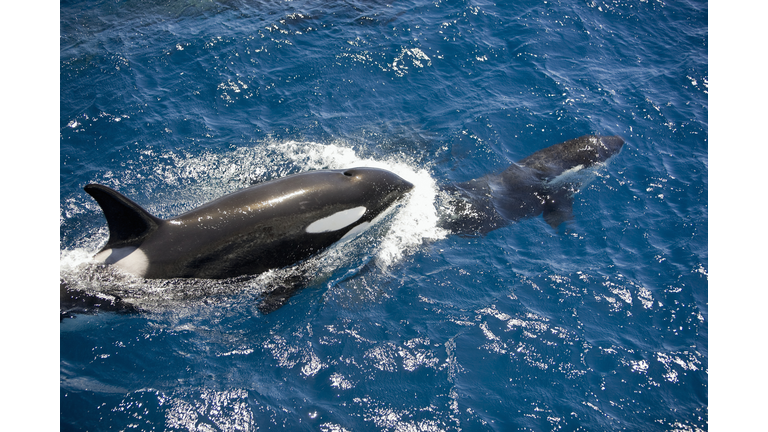 Orca Pod near New Zealand