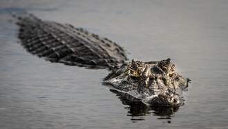 Is An Alligator Lurking In This Kentucky Pond?