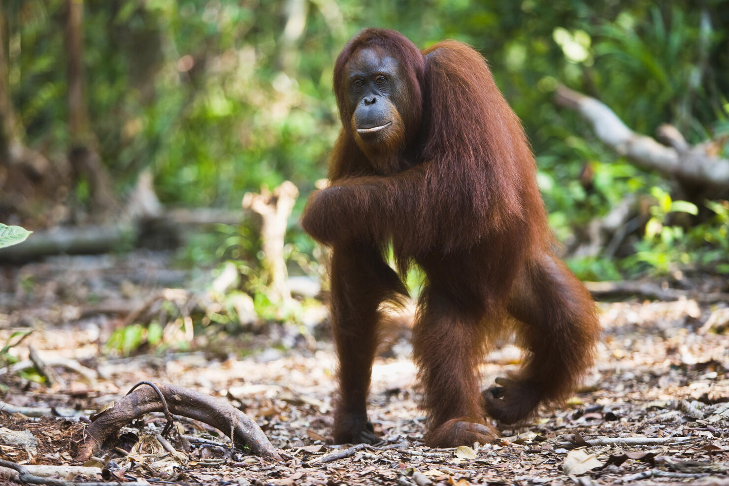 A female orangutan walking on back legs.