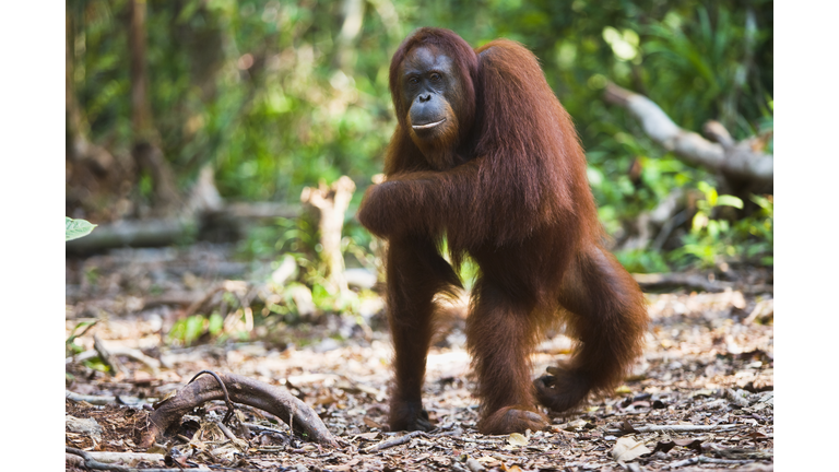 A female orangutan walking on back legs.