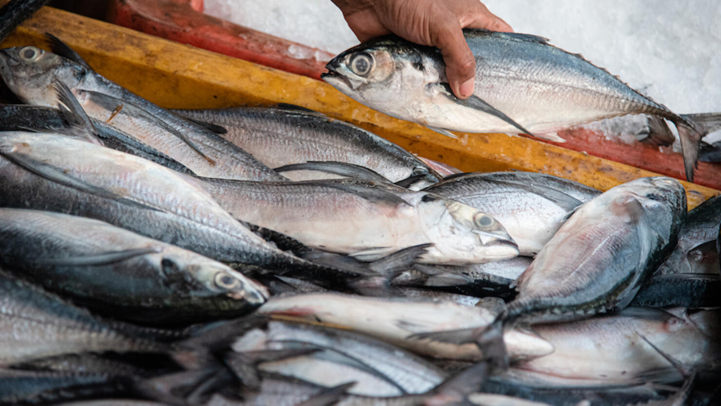 Adding the Last Fish to a Box of Fish, Yangoon Fish Market, Myanmar