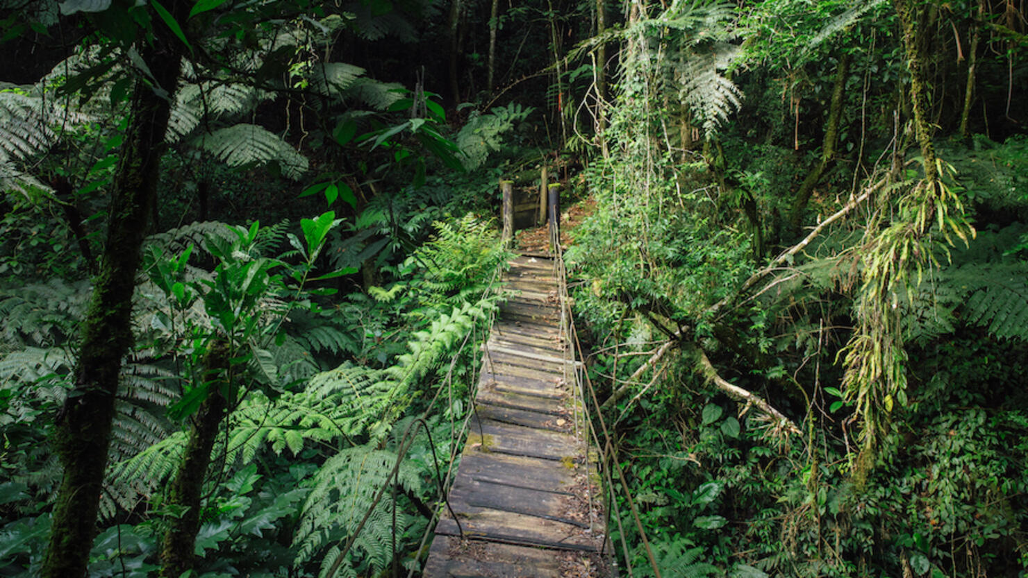 Footpath Amidst Trees In Forest