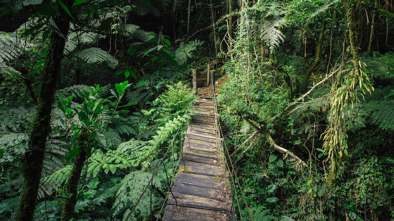 Footpath Amidst Trees In Forest