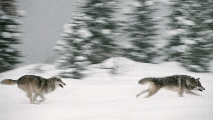 Watch: Monstrous Wolves Run Alongside Car on Highway