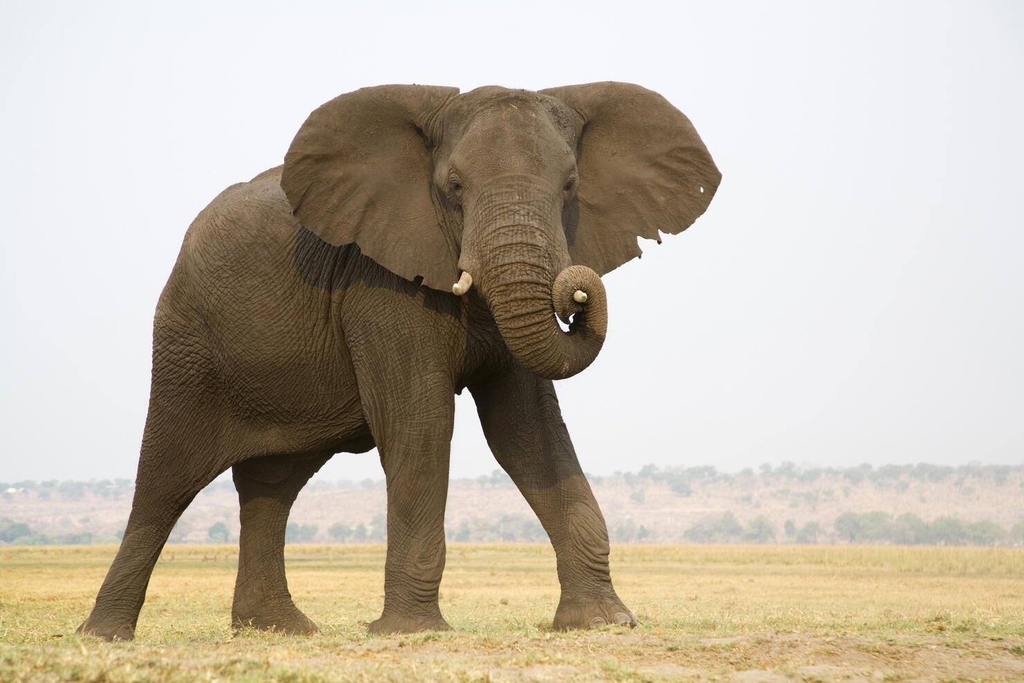 Africa, Botswana, Chobe National Park, Elefant