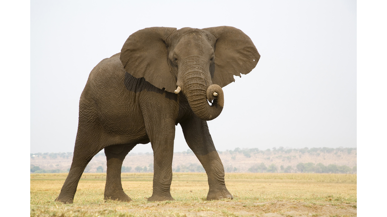 Africa, Botswana, Chobe National Park, Elefant