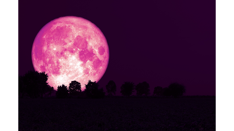 Full Strawberry Moon back silhouette trees in the field