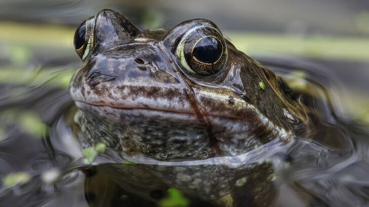 Mysterious Ancient Mass Frog Grave Found in England