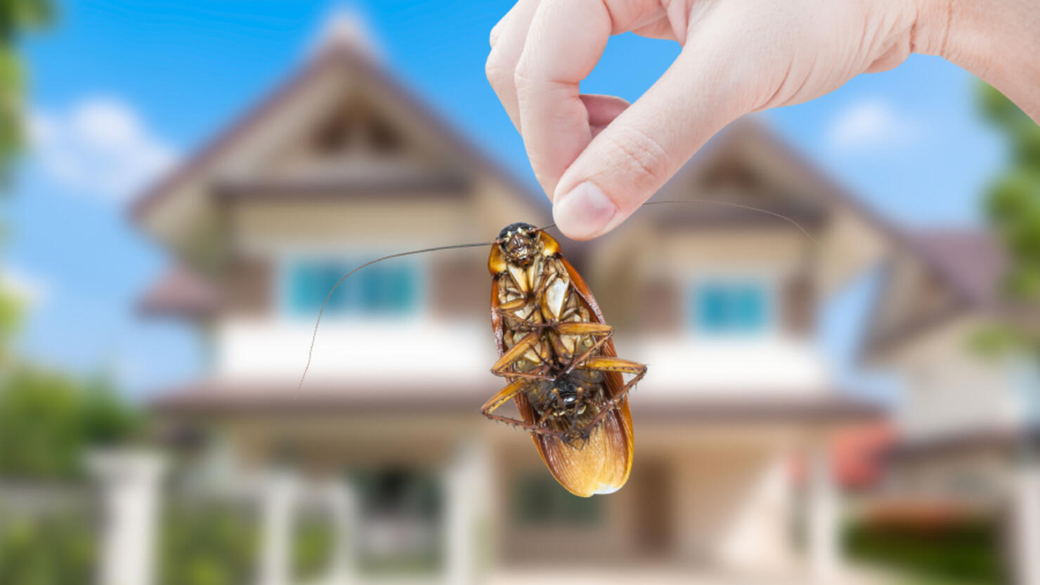 North Carolina Company Will Pay 2000 To Release Cockroaches In Your