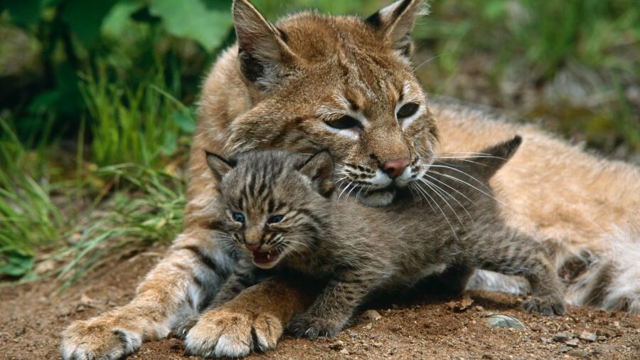 Adorable Video Shows Bobcat Playing With Its Baby In Arizona Backyard ...