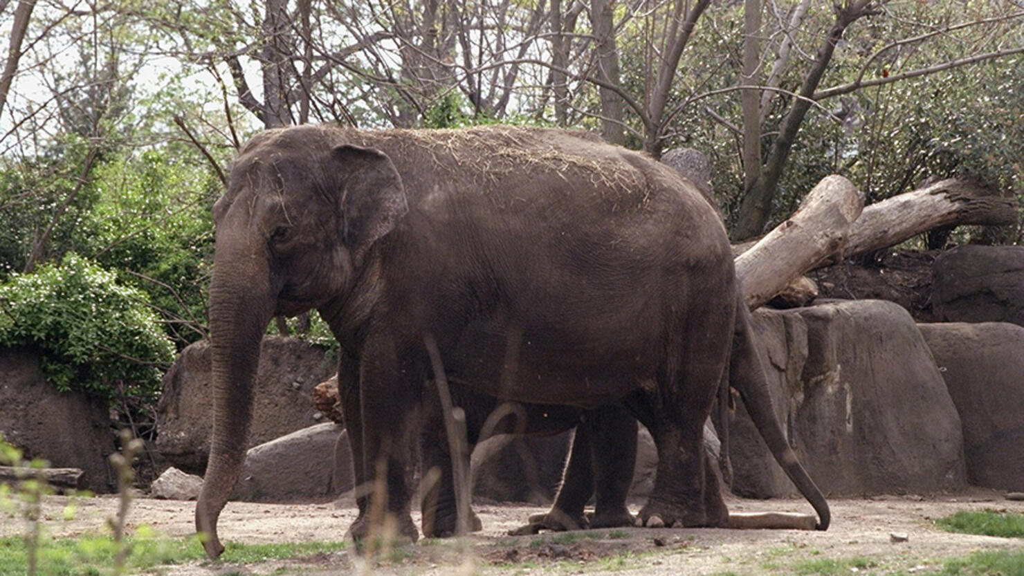 Court Rejects Bid To Free Bronx Zoo Elephant, Ruling It Is Not A Person