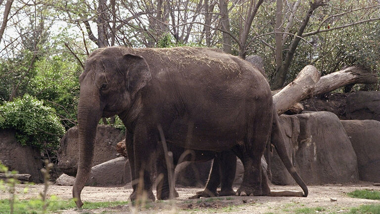 Mother and baby elephants at the Bronx Zoo.
