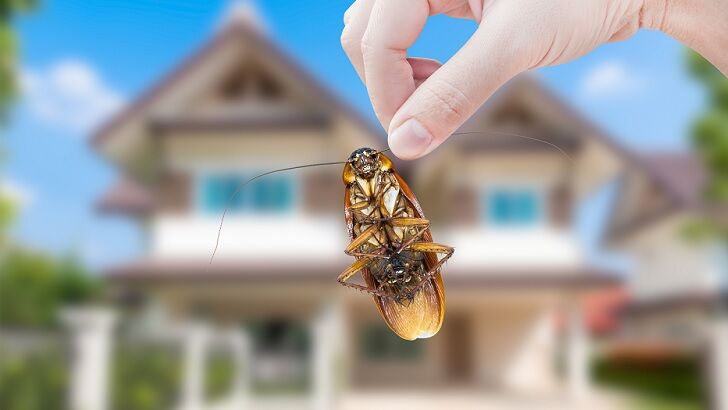 Exterminator Offers People $2,000 to Release 100 Cockroaches Into Their Home