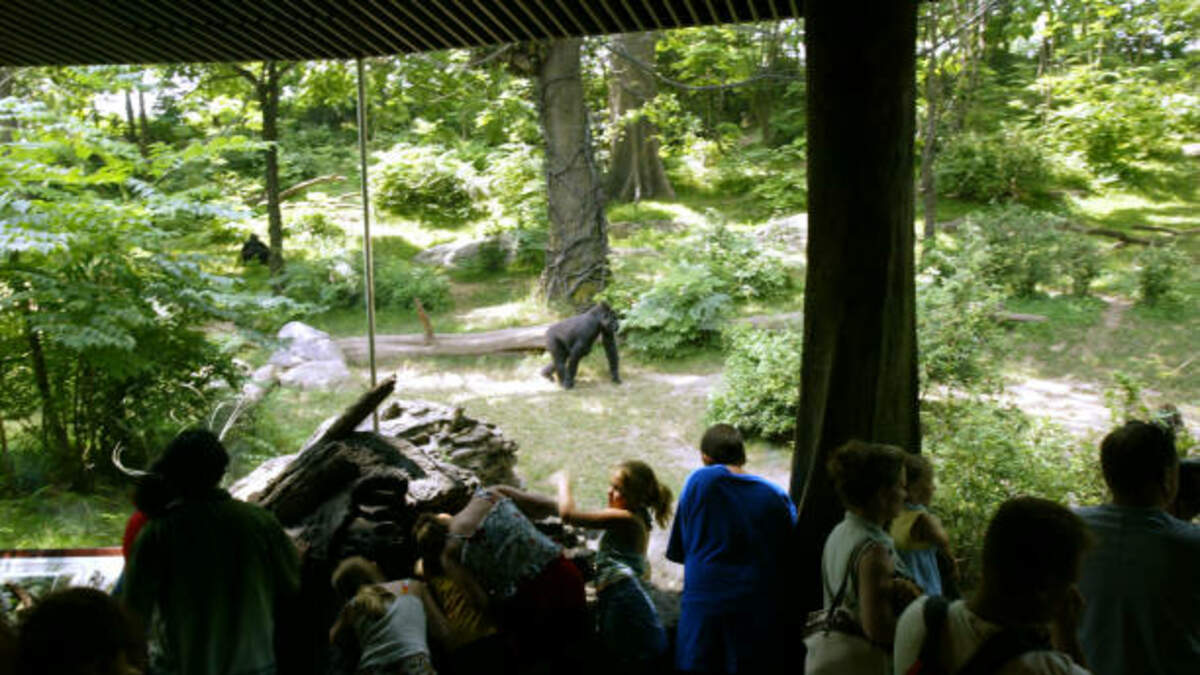 Video Gorillas chase dog who got into their enclosure at Zoo Safari