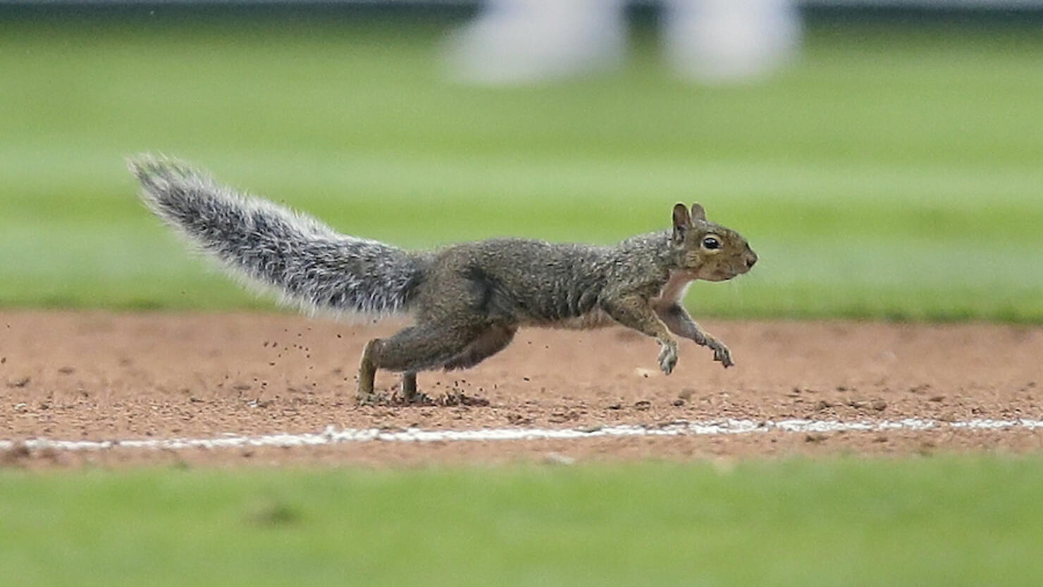 St Louis Cardinals v Detroit Tigers