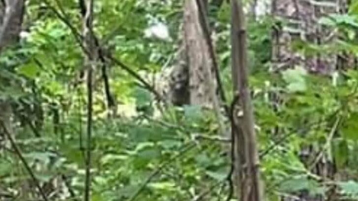 Smiling Sasquatch Photographed in Georgia?