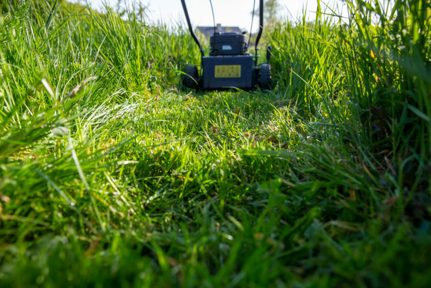 GARDEN GRASS LAWN  NO MOW MAY