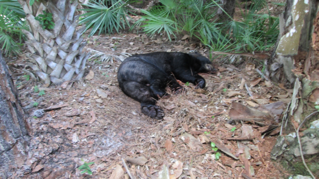 Black Bear Killed By Deputies