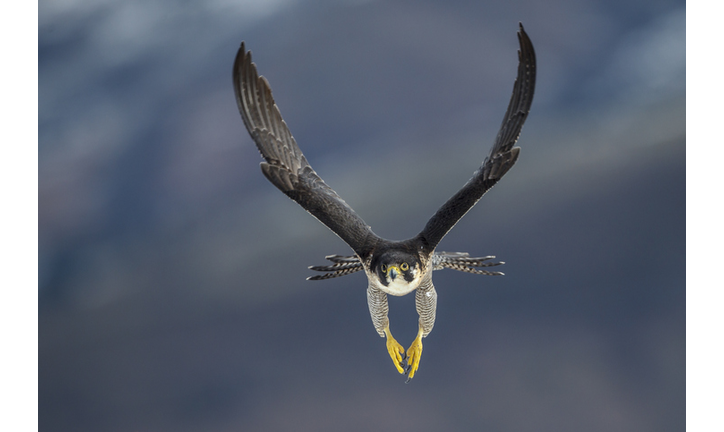 Peregrine falcon flying