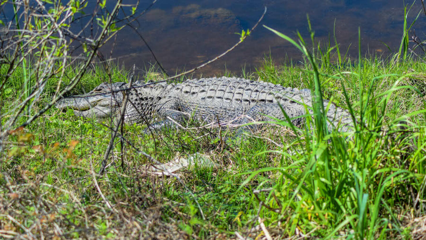 Man Killed By 11-Foot Alligator At South Carolina Pond