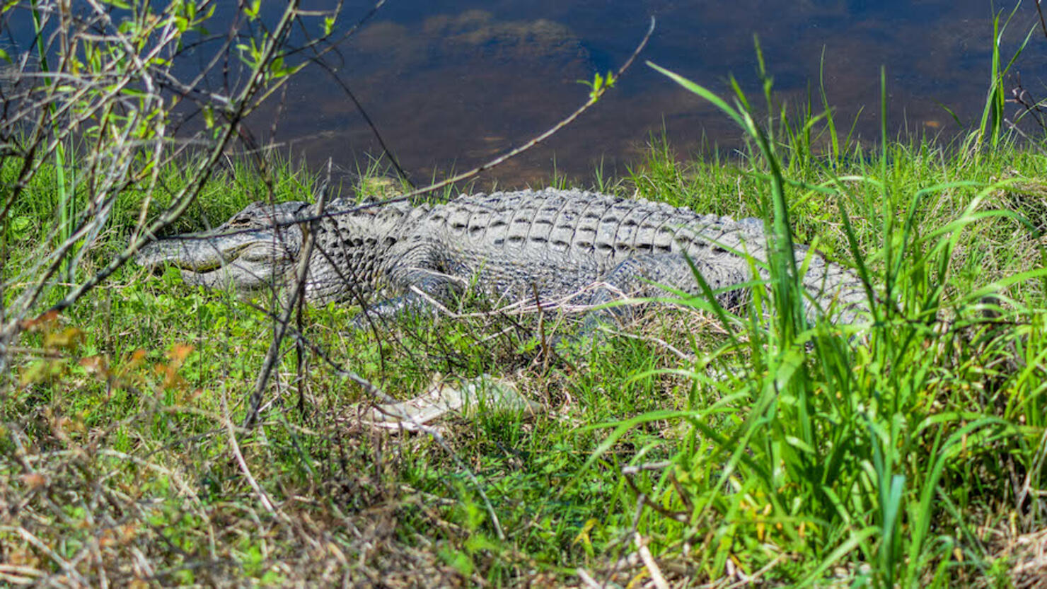 View Of Alligator In Water