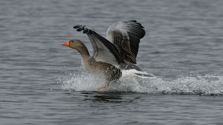 Geese Dragged Underwater by Mysterious Creature Lurking in British Lake