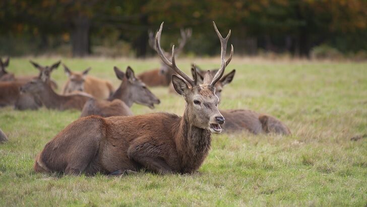 Scottish Village Overrun by Herd of Increasingly Aggressive Deer