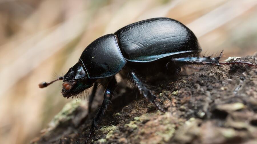 Why Are 'Hundreds Upon Thousands Of Beetles' Showing Up In Phoenix?