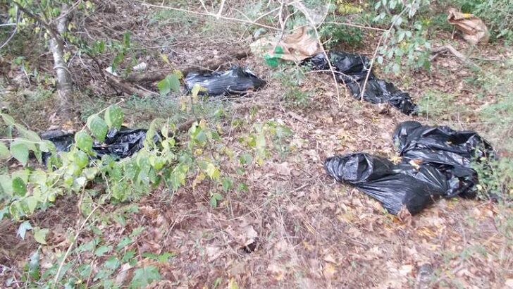 Over Twenty Bags of Dead Animals Discovered Near Apartment Complex in Georgia