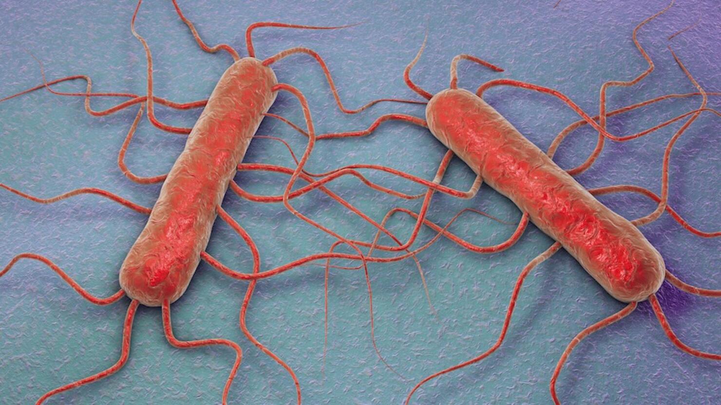 Listeria monocytogenes, illustration