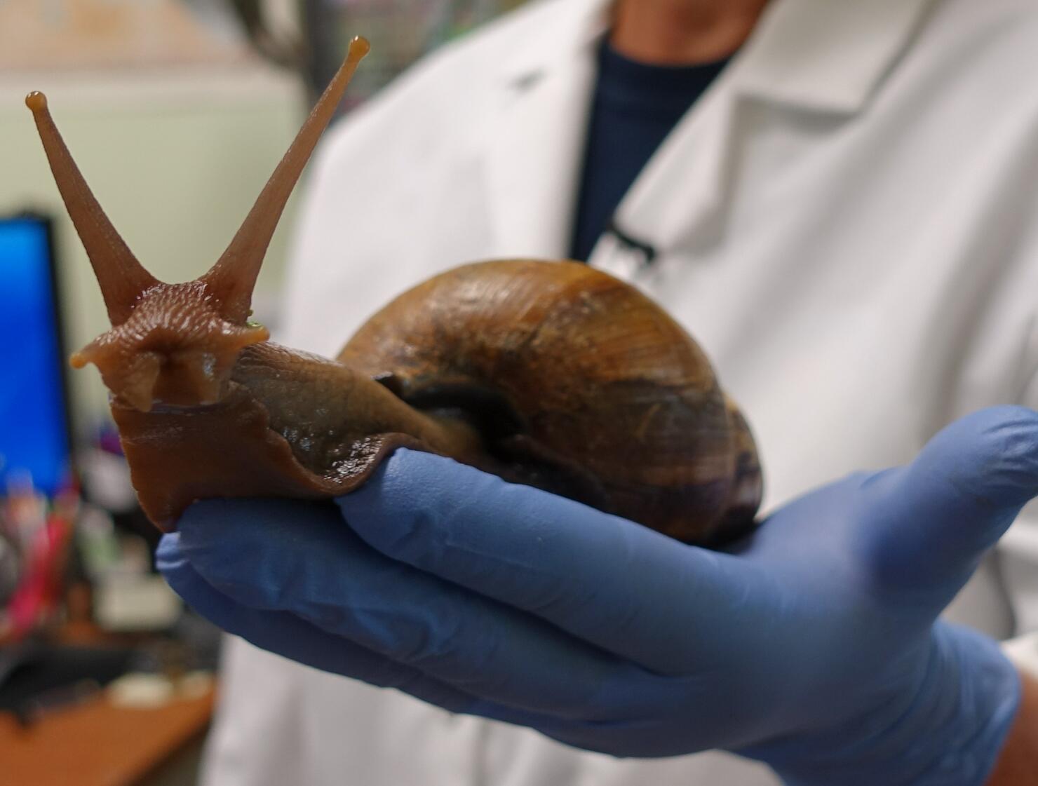 US-SCIENCE-HEALTH-ENVIRONMENT-SNAILS
