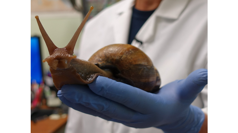 US-SCIENCE-HEALTH-ENVIRONMENT-SNAILS