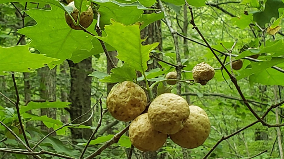 If You See These Odd Balls Hanging On A Tree, You Do Not Want To Touch Them