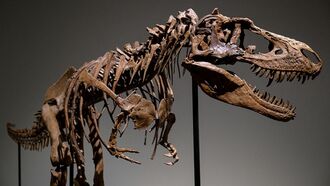 Monstrous 76 Million-Year-Old Gorgosaurus Skeleton to be Sold at Auction